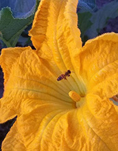 a European honeybee (Apis mellifera) flying to a squash flower