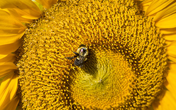 a bee on a sunflower