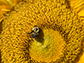 a bee on a sunflower