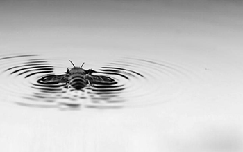 bee swimming in water