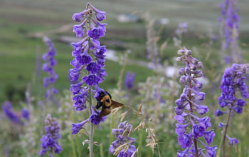 Bumble bee foraging on tall larkspur
