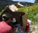 Scientist Berry Brosi removes pollen from bumble bees in a field in Gunnison County, Colo.