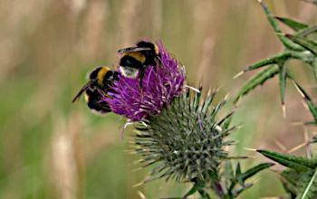 bumble bee on thistle flower