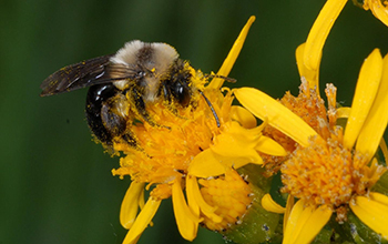 Out of sync: Ecologists report that climate change is affecting bee, plant life cycles - National Science Foundation