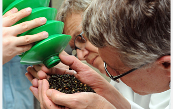 Photo of Walter Leal receiving a handful of Japanese beetles.