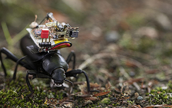 a Pinacate beetle explores the UW campus with the camera on its back