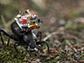 GoPro for beetles: Researchers create a robotic camera backpack for insects