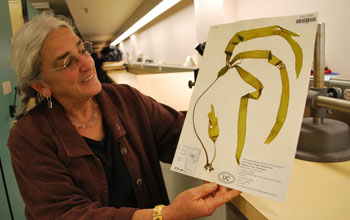 Curator Kathy Ann Miller looks at seaweed collected along the coast of Washington.