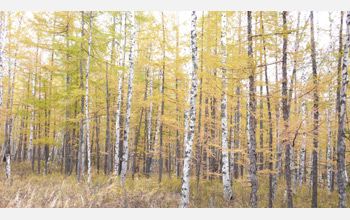 Photo of a forest in Changbaishan, China.