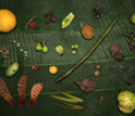 Photo of seeds collected in a plot in Huai Kha Kheng, Thailand.