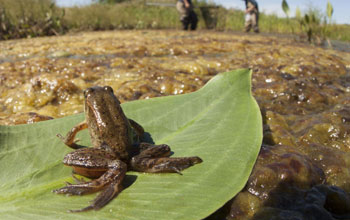 A northern red-legged frog with limb deformities sitting on a leaf