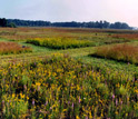 Photo of research fields in Cedar Creek, Minn.