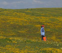 Photo of Leslie Gonzalez sampling plant diversity at Coyote Ridge, Calif.