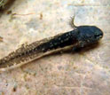 Marbled salamander larva, patrolling the leaf litter in an ephemeral pond.