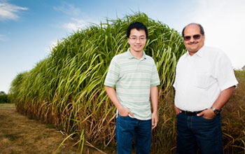 Photo of Praveen Kumar and Phong Le at a miscanthus research plot in Champaign, Ill.