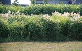 Photo of the bioenergy crops switchgrass and miscanthus.