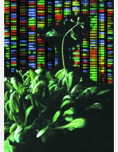 A DNA sequencing screen with <em>Arabidopsis thaliana</em> in the foreground