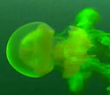 Made visible by fluorescent dye, water moves with swimming jellyfish in a lake in Palau.