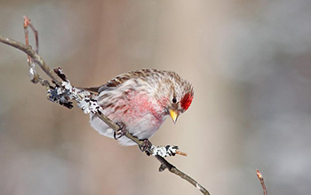 a Common Redpoll