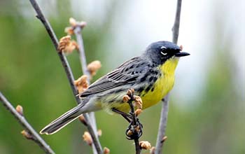 Kirtland warbler