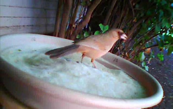 Photo of an Abert's towhee foraging on a seed tray in a Phoenix-area yard.