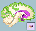 from illustration comparing views of avian brain