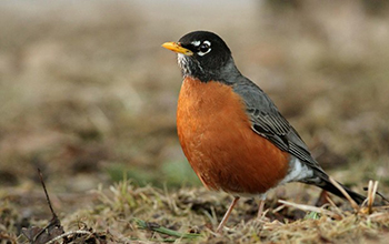 a robin