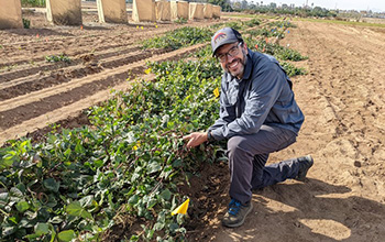 biologist Joel Sachs conducting research on black-eyed peas