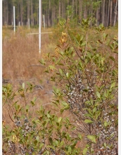 The grayish fruits of wax myrtle (foreground) are a favorite food for many wild birds.