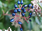 Metallic blue fruits use fat to produce color and signal a treat for birds