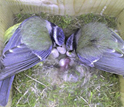 Photo of two blue tits tending eggs in their nest.