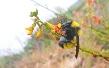 Sonoran bumblebee
