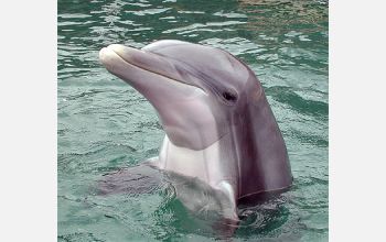 Boris, an Atlantic bottlenose dolphin