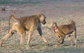 a adult male baboon guarding a fertile female exhibiting sexual swelling.
