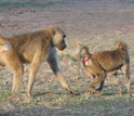 a adult male baboon guarding a fertile female exhibiting sexual swelling.