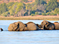 African elephants in the Chobe River