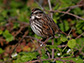 bird on a tree branch