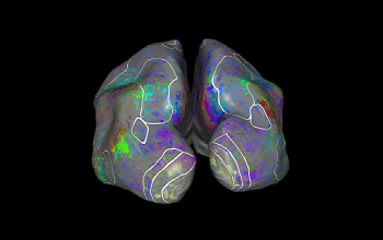 mapping of the human brain