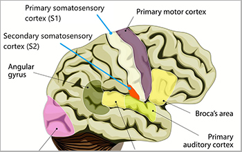 parts of the brain