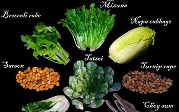Nine examples of domesticated Brassica rapa, a species humans have bred into root vegetables.