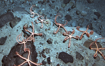 Brittlestars