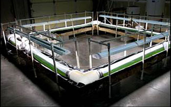 Photo of a photobioreactor for growing marine microalgae.