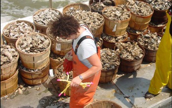 NSF EEID researchers collect oysters from the Delaware Bay fishery to test for disease.