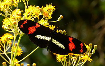 Heliconius telesiphe