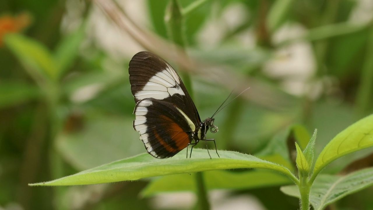 butterfly resting on a leaf