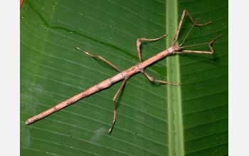 10-inch-long walking stick (Leprocaulinus)