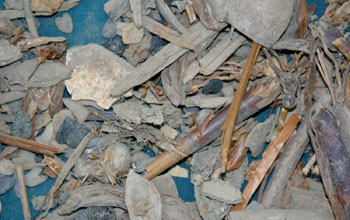 Close view of botanic bundle excavated from pit in Peru
