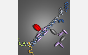 Illustration of small conditional RNAs and cellular machinery.