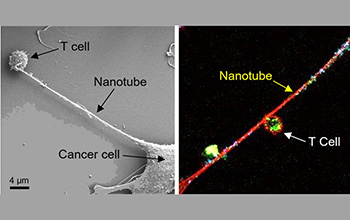 Scientists observe cancer cells removing mitochondria from immune cells.