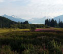 Photo of a meadow with wildflowers surrounded by evergreen trees with mountains in the background.